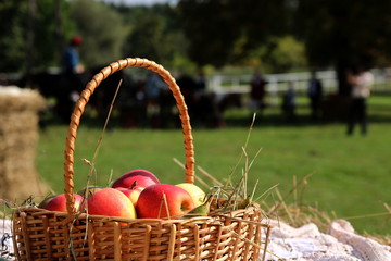 Kosz z jabłkami w dożynki wiejskie.