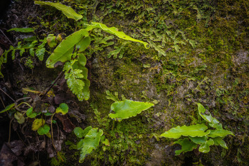 plants on boulder macro small fern and moss
