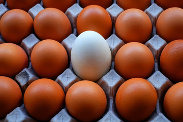 white egg and brown eggs in paper carton use for organic food background