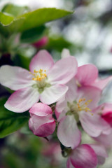 Blooming apple tree in spring with soft focus arden background.