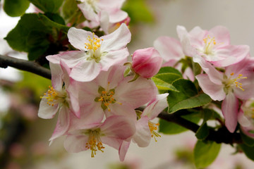 Blooming apple tree in spring with soft focus arden background.