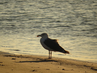 go&eacute;land du grazel