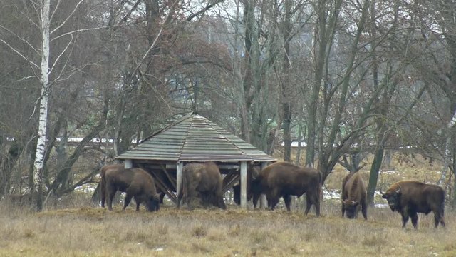 A large herd of European bison eating grass against the background of the forest, 4K, landscape