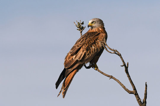Rotmilan (Milvus milvus) - Red kite