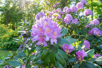 Rhododendron im Garten	