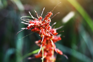 Red forest berries and flowers in sunse