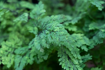 Green leaves of fern from southern forests