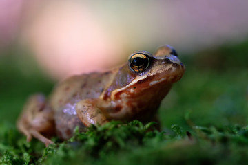 Grasfrosch auf Moos in einer Makroaufnahme - Frontansicht mit sehr engen Schärfebereich