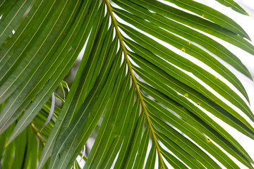 Beautiful palm leaf