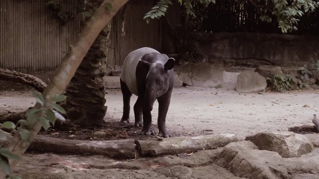 Nature wild life animal cute Malayan Tapir walking around.