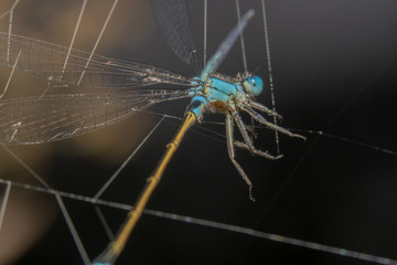 Blue Damselfly with an orange tail is stuck in spider webs. Damselfly almost looks like a puppet getting stuck in the webs