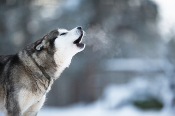 The Alaskan Malamute, an arctic sledge dog howling.
