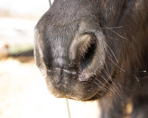 Horse nose closeup with the blurred background