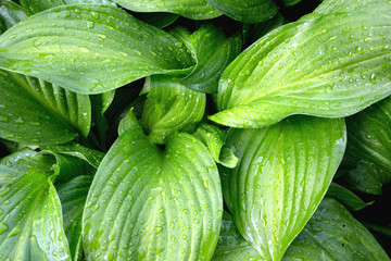 Fresh Green Hosta Plant Leaves after Rain with Water Drops. Wallpaper Poster Template. Botanical Foliage Nature Background.