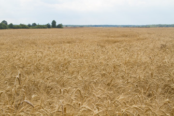 Field of rye