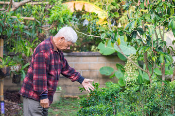 Portrait of elderly man standing looking chili tree in his garden.