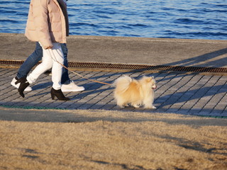 海辺を散歩するポメラニアン