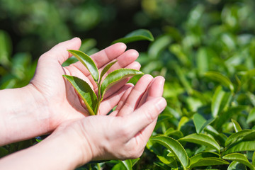 Close-up of hands woman holding green tea leaves at tea plantation.