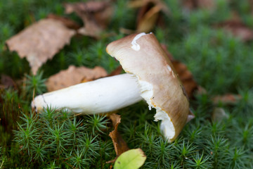 Brown cap boletus among foliage