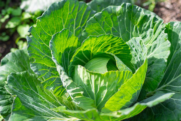 Close-up Of fresh cabbage in the vegetable garden.
