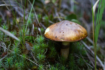 Mushroom among mosses
