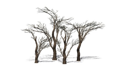 various Umbrella Thorn Trees in the winter with shadow on the floor - isolated on white background