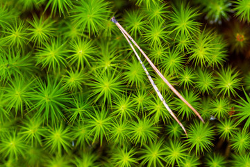 Pine needles on a moss