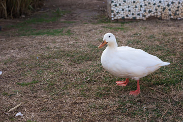 Domestic village ducks on green grass outdoors