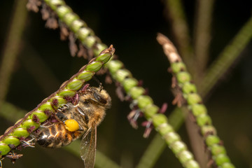 Bee drinking/looking for nectar off of a green plant with tiny purple flowers. Bee upside down on a diagonal plant