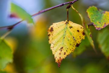 Yellow-green birch leaf close-up