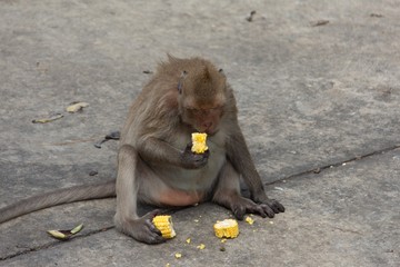 Monkey sit and eating corn on cement floor in park