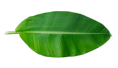 Fresh whole banana leaf isolated on white background - Powered by Adobe