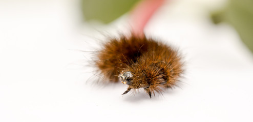 brown caterpillar on a white background