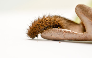 brown caterpillar on a dry oak leaf on white background