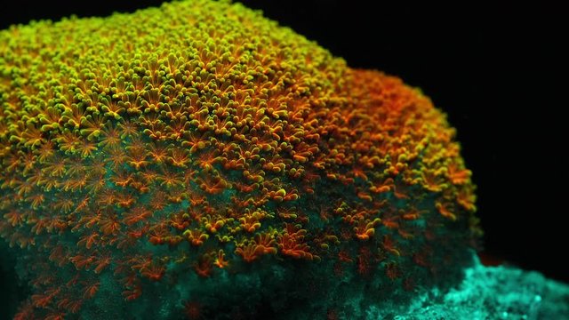 Rainbow Montipora Coral Polyp Macro Timelapse HD