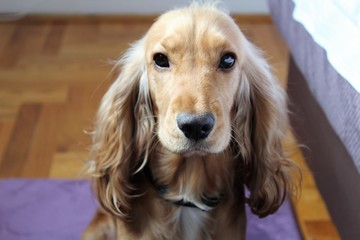 cocker spaniel is sitting