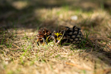 wedding decorations and decorations, the bride's bouquet, lies and waits until the bride wears her wedding dress