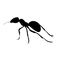 ant silhouette, insect, isolated