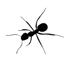 ant, silhouette on white background, isolated