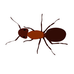 ant, brown, isolated, vector