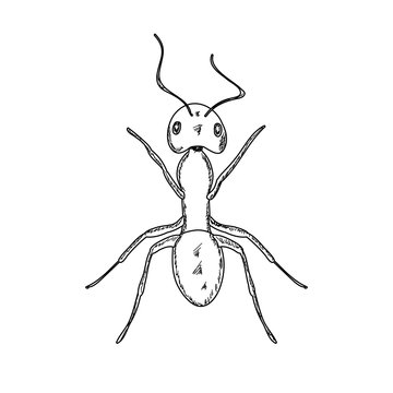 sketch ant crawling, isolated, vector