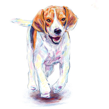 Running beagle dog on white, digital painting.