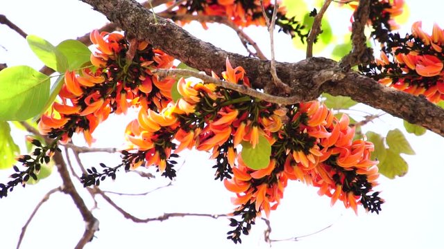Beautiful Butea monosperma, orange flowers Bastard Teak Flower bloom on tree nature,Flame Of The Forest in Thailand. Butea is species of Butea native to tropical parts of Indian Subcontinent