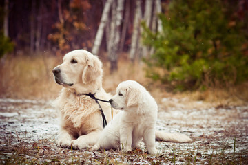 golden retriever and puppy sitting in winter forest