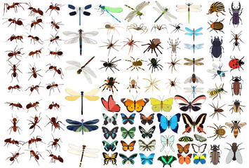 insect set, butterfly, ant, dragonfly, beetle vector © zolotons