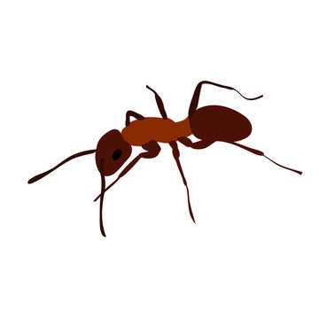 ant, brown, insect, isolated, vector