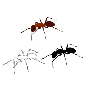 ant, brown, silhouette and sketch, vector