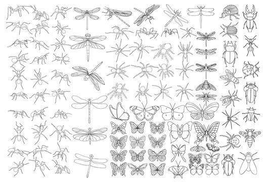 set of sketches of insects, isolated, vector