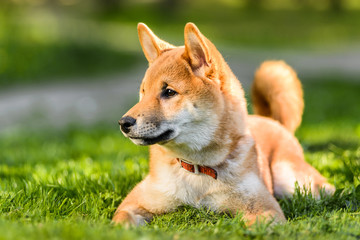 Profile portrait of Japanese Akita inu puppy lying on grass