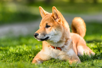 Fototapeta premium Profile portrait of Japanese Akita inu puppy lying on grass